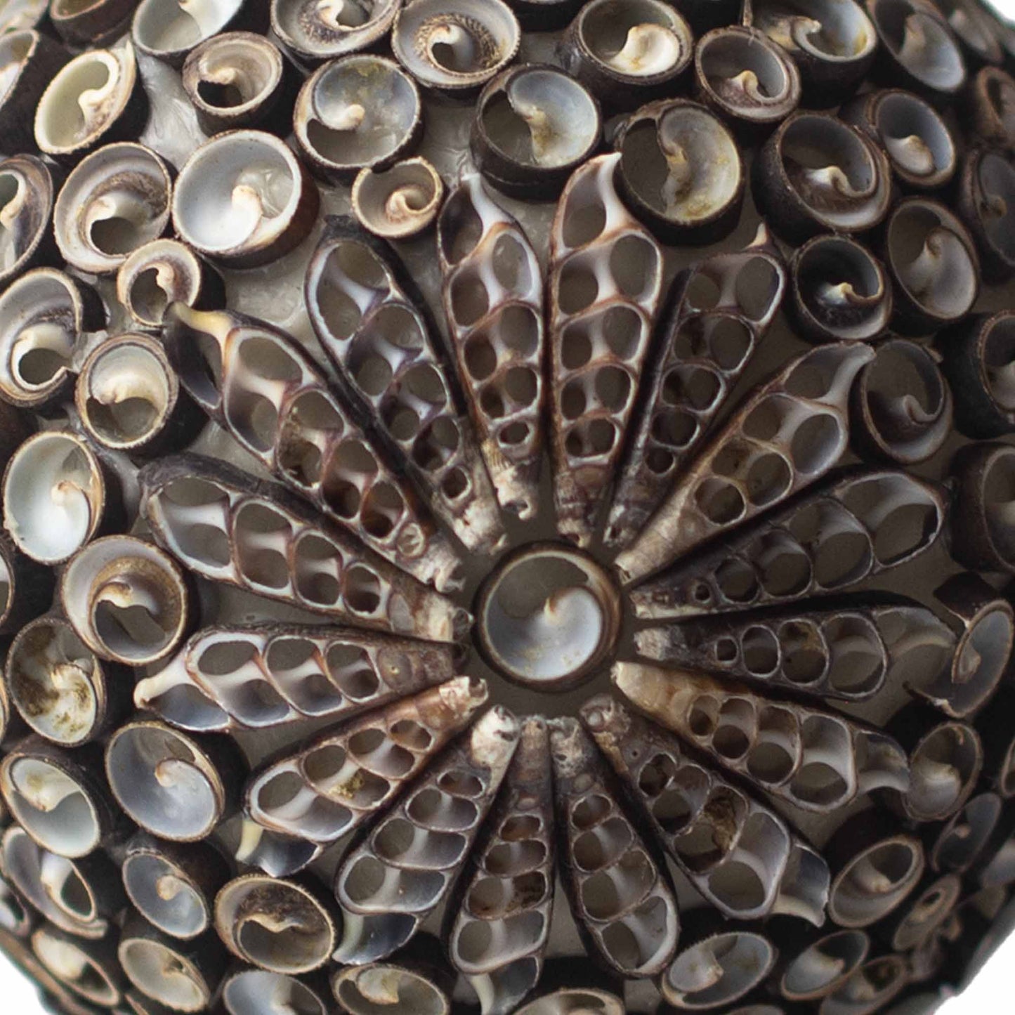 Boho Schelpen Lamp – Chocolate Twist Ovaal | 15cm